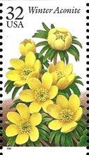 Winter Aconite