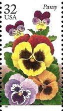 Pansy