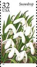 Snowdrop