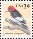 Red-headed Woodpecker (Melanerpes erythrocephalus)