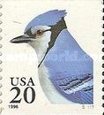 Blue Jay (Cyanocitta cristata)