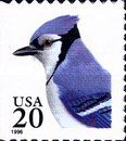 Blue Jay (Cyanocitta cristata)