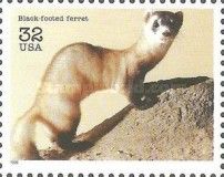 Black-footed Ferret (Mustela nigripes)
