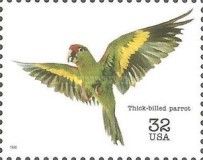 Thick-billed Parrot (Rhynchopsitta pachyrhyncha)