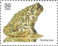 Wyoming Toad (Anaxyrus baxteri)