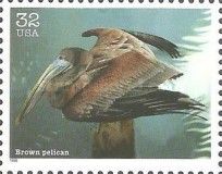 Brown Pelican (Pelecanus occidentalis)