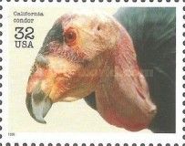 California Condor (Gymnogyps californianus)