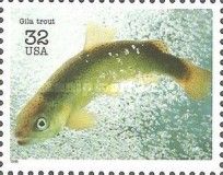Gila Trout (Oncorhynchus gilae)