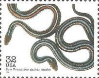 San Francisco Garter Snake (Thamnophis sirtalis tetrataenia)