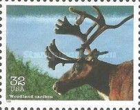 Caribou (Rangifer tarandus caribou)