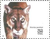 Puma (Felis concolor)
