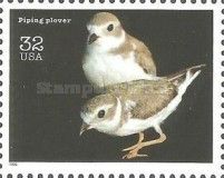 Piping Plover (Charadrius melodus)