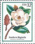 Southern Magnolia (Magnolia grandiflora)