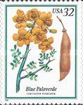 Blue Paloverde (Cercidium floridum)