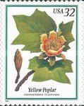Yellow Poplar (Liriodendros tulipifera)