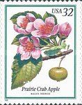 Prairie Crab Apple (Malus ioensis)