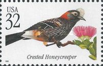 Crested Honeycreeper (Palmeria dolei)