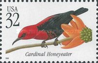 Cardinal Honeyeater (Myzomela cardinalis)