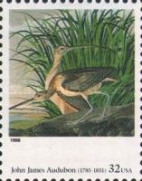 Long-billed Curlew (Numenius americanus), Audubon