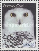 Snowy Owl (Bubo scandiacus)