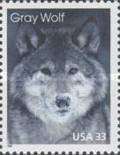 Gray Wolf (Canis lupus)