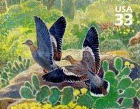 White-winged Dove (Zenaida asiatica)