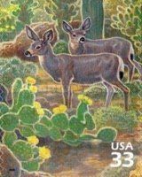 Mule Deer (Odocoileus hemionus)