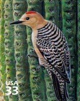 Gila Woodpecker (Melanerpes uropygialis)