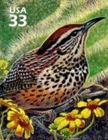 Cactus Wren (Campylorhynchus brunneicapillus)