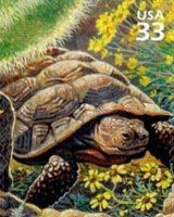 Desert Tortoise (Gopherus agassizii)
