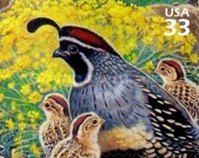 Gambel's Quail (Callipepla gambelii)