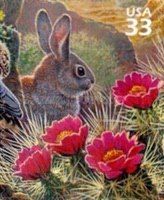 Desert Cottontail (Sylvilagus audubonii)