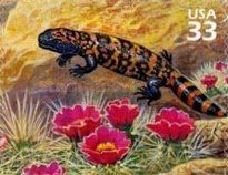 Gila Monster (Heloderma suspectum)