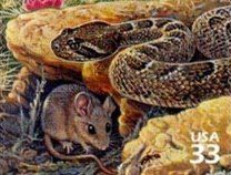 Western Diamondback Rattlesnake (Crotalus atrox), Cactus Dee