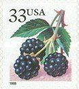 Fruit Berries: Blackberries