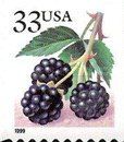 Fruit Berries: Blackberries