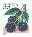 Fruit Berries: Blackberries