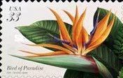 Bird of Paradise (Strelitzia reginae)