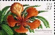 Royal Poinciana (Delonix regia)