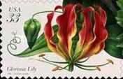 Gloriosa Lily (Gloriosa superba)
