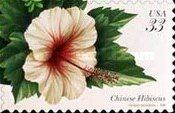Chinese Hibiscus (Hibiscus rosa-sinensis)