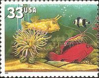 Pacific Cleaner Shrimp, Longhorn Cowfish