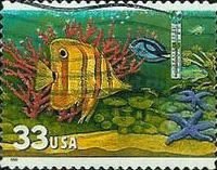 Copperband Butterflyfish, Blue Tang