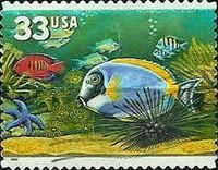 Powderblue Surgeonfish (Acanthurus leucosternon)