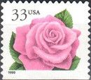 Coral Pink Rose