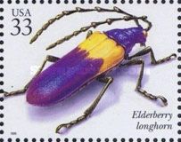 Elderberry Longhorn (Desmocerus palliatus)