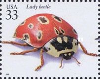 Eye-spotted Lady Beetle (Anatis mali)