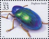 Dogbane Beetle (Chrysochus auratus)