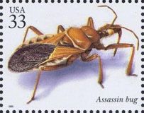 Assassin Bug (Apiomerus sp.)