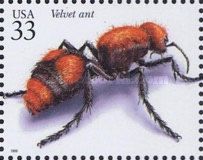 Red Velvet Ant (Dasymutilla occidentalis) 